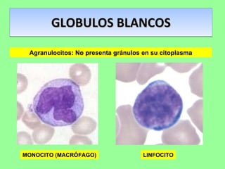 GLOBULOS BLANCOS Agranulocitos: No presenta gránulos en su citoplasma MONOCITO (MACRÓFAGO) LINFOCITO 