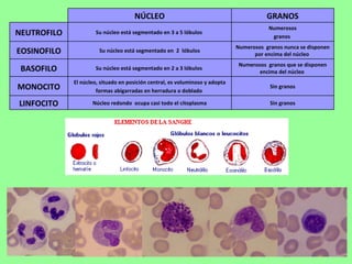 NÚCLEO GRANOS NEUTROFILO Su núcleo está segmentado en 3 a 5 lóbulos  Numerosos granos  EOSINOFILO Su núcleo está segmentado en  2  lóbulos Numerosos  granos nunca se disponen por encima del núcleo  BASOFILO Su núcleo está segmentado en 2 a 3 lóbulos  Numerosos  granos que se disponen encima del núcleo  MONOCITO El núcleo, situado en posición central, es voluminoso y adopta formas abigarradas en herradura o doblado  Sin granos LINFOCITO Núcleo redondo  ocupa casi todo el citoplasma Sin granos 