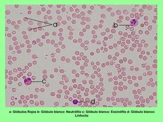 a: Glóbulos Rojos b: Glóbulo blanco: Neutrófilo c: Glóbulo blanco: Eosinófilo d: Glóbulo blanco: Linfocito  