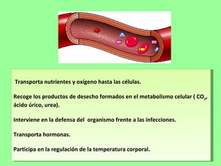 Transporta nutrientes y oxígeno hasta las células. Recoge los productos de desecho formados en el metabolismo celular ( CO 2 , ácido úrico, urea). Interviene en la defensa del  organismo frente a las infecciones. Transporta hormonas. Participa en la regulación de la temperatura corporal.  
