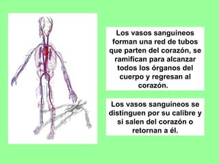 Los vasos sanguíneos forman una red de tubos que parten del corazón, se ramifican para alcanzar todos los órganos del cuerpo y regresan al corazón.  Los vasos sanguíneos se distinguen por su calibre y si salen del corazón o retornan a él. 