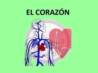 EL CORAZÓN 