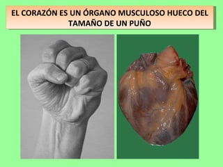 EL CORAZÓN ES UN ÓRGANO MUSCULOSO HUECO DEL TAMAÑO DE UN PUÑO 