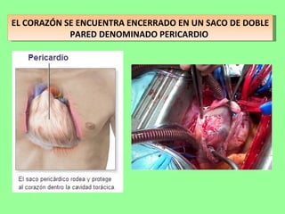 EL CORAZÓN SE ENCUENTRA ENCERRADO EN UN SACO DE DOBLE PARED DENOMINADO PERICARDIO  