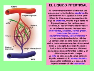EL LIQUIDO INTERTICIAL El líquido intersticial es un filtrado del plasma proveniente de los  capilares . Su contenido es casi igual al plasma, pero difiere de él en una concentración más baja de  proteínas , debido a que éstas no logran atravesar los capilares con facilidad. El líquido intersticial consiste en un solvente acuoso que contiene  aminoácidos ,  azúcares ,  ácidos grasos ,  coenzimas ,  hormonas ,  neurotransmisores ,  sales minerales  y productos de desecho de las células. La composición de este fluido depende de los intercambios entre las células en el tejido y la sangre. Esto significa que el liquido intersticial tiene una diferente composisición en diferentes tejidos y en diferentes partes del cuerpo. La  linfa  es considerada como parte del líquido intersticial. El  sistema linfático  regresa las proteínas y el exceso de líquido intersticial a la  circulación . 