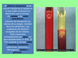 El  plasma sanguíneo  es la porción líquida de la sangre en la que están inmersos los elementos que la forman.  Es  salado  y de  color amarillento  Además de transportar las células de la sangre, también lleva los alimentos y las sustancias de desecho recogidas de las células.  Esta compuesto principalmente por  agua , en aproximadamente un 90%. El 10% restante lo forman  sales minerales, proteínas  (albúminas, globulinas y fibrinógeno),  lípidos  y  glucosa .  