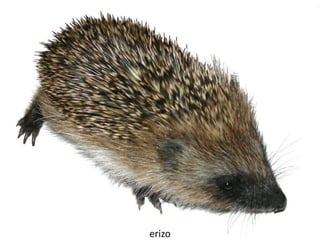 erizo
 