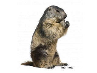 marmota
 