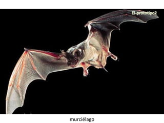 murciélago
 