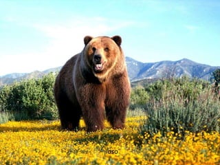oso
 
