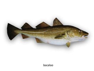 bacalao
 