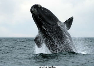 Ballena austral
 