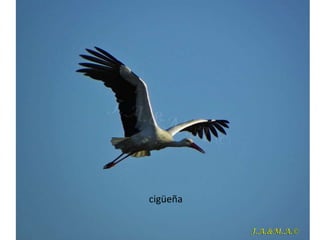 cigüeña
 