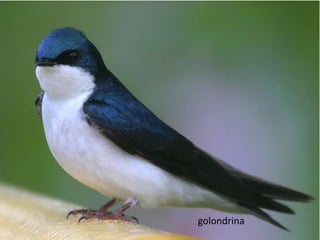 golondrina
 