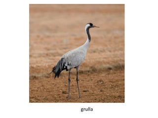 grulla
 