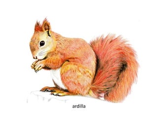 ardilla
 