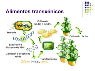 Alimentos transxénicos
Bacteria
Cultivo de
células e tecidos
Cultivo de plantas
Extracción e
illamento do ADN
Clonación e deseño de
xenes
Transformación
 