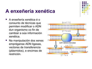A enxeñería xenética
 A enxeñería xenética é o
conxunto de técnicas que
permiten modificar o ADN
dun organismo co fin de
cambiar a súa información
xenética.
 Na manipulación dos xenes
empréganse ADN ligasas,
vectores de transferencia
(plásmidos), e encimas de
restrición.
 