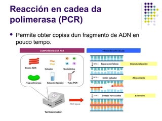 Reacción en cadea da
polimerasa (PCR)
 Permite obter copias dun fragmento de ADN en
pouco tempo.
Mostra ADN
Cebador Nucleótidos
Taq polimerasa Tubo PCRSolución tampón
Termociclador
Desnaturalización
Alineamiento
Extensión
COMPOÑENTES DA PCR PROCESO (UN CICLO)
Separación febras
Unión cebador
Síntese nova cadea
 
