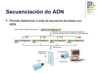 Secuenciación do ADN
 Permite determinar a orde da secuencia de bases nun
ADN.
Febra molde de ADN de cadea sinxela
Reacción de secuenciación empregando nucleótidos
marcados radiaoactivamente, cebadores e ADN polimerasa
Electroforese
Fluorescencia
FotomultiplicadorMigración dos
fragmentos
Láser
 