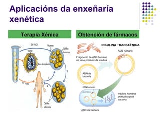 Aplicacións da enxeñaría
xenética
Terapia Xénica Obtención de fármacos
INSULINA TRANSXÉNICA
Fragmento de ADN humano
co xene produtor da insulina
ADN humano
ADN da
bacteria
ADN da bacteria
ADN humano
Insulina humana
producida pola
bacteria
 