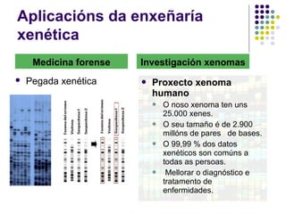 Aplicacións da enxeñaría
xenética
 Pegada xenética
Medicina forense Investigación xenomas
 Proxecto xenoma
humano
 O noso xenoma ten uns
25.000 xenes.
 O seu tamaño é de 2.900
millóns de pares de bases.
 O 99,99 % dos datos
xenéticos son comúns a
todas as persoas.
 Mellorar o diagnóstico e
tratamento de
enfermidades.
 