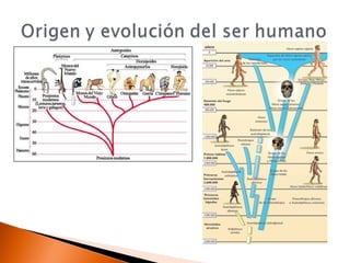 Tema 4. El origen de la vida y evolución | PPT
