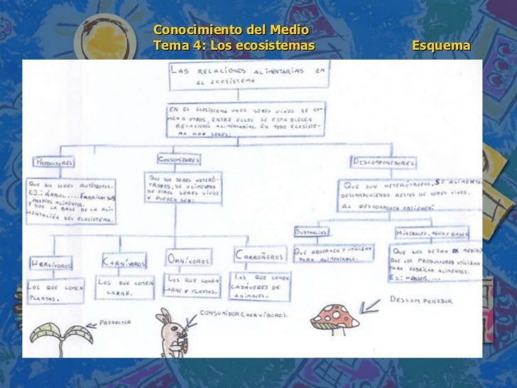 conocimiento medio andalucia 6 de conocimiento medio 6 186 de primaria tema 4 los ecosistemas esquem conocimiento medio andalucia 6 de conocimiento medio 6 186 de primaria tema 4 los ecosistemas esquem