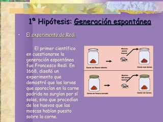 1ª Hipótesis:  Generación espontánea El experimento de Redi El primer científico en cuestionarse la generación espontánea fue Francesco Redi. En 1668, diseñó un experimento que demostró que las larvas que aparecían en la carne podrida no surgían por sí solas, sino que procedían de los huevos que las moscas habían puesto sobre la carne. 