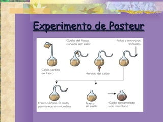 Experimento de Pasteur 