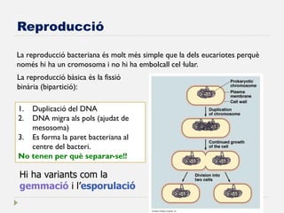 Reproducció 
La reproducció bacteriana és molt més simple que la dels eucariotes perquè només hi ha un cromosoma i no hi ha embolcall cel·lular. 
La reproducció bàsica és la fissió binària (bipartició): 
Hi ha variants com la gemmació i l’esporulació 
1.Duplicació del DNA 
2.DNA migra als pols (ajudat de mesosoma) 
3.Es forma la paret bacteriana al centre del bacteri. No tenen per què separar-se!!  