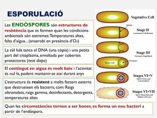 ESPORULACIÓ 
Les ENDÒSPORES són estructures de resistència que es formen quan les condicions ambientals són extremes: Temperatures altes, falta d’aigua... (anaerobi en presència d’O2) 
La cèl·lula tanca el DNA (una còpia) i una petita part del citoplasma, envoltada per cobertes protectores (next diapo) 
El contingut en aigua és molt baix i l’activitat és nul·la, podent mantenir-se així durant anys 
L’estructura és resistent a molts factors externs que destrueixen els bacteris, com: Raigs ultraviolats, raigs gamma, desinfectants, detergents, temperatures altes 
Quan les circumstàncies tornen a ser bones, es forma un nou bacteri a partir de l’endòspora.  