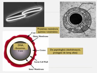 Proteïnes: resistència química i enzimàtica 
De peptidoglicà (deshidratació, protegeix de temp. altes) 
DNA, ribosomes...  