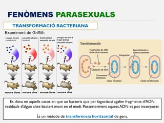 FENÒMENS PARASEXUALS 
TRANSFORMACIÓ BACTERIANA 
Es dóna en aquells casos en que un bacteris que per fagocitosi agafen fragments d'ADN residuals d'algun altre bacteri mort en el medi. Posteriorment aquest ADN es pot incorporar. És un mètode de transferència horitzontal de gens. 
Experiment de Griffith  