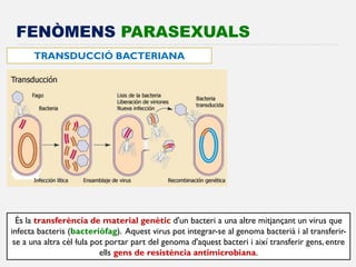 FENÒMENS PARASEXUALS 
TRANSDUCCIÓ BACTERIANA 
És la transferència de material genètic d'un bacteri a una altre mitjançant un virus que infecta bacteris (bacteriòfag). Aquest virus pot integrar-se al genoma bacterià i al transferir- se a una altra cèl·lula pot portar part del genoma d'aquest bacteri i així transferir gens, entre ells gens de resistència antimicrobiana.  