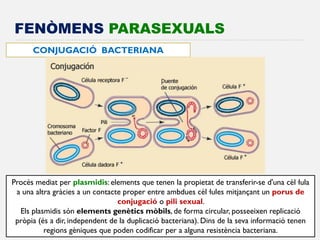 FENÒMENS PARASEXUALS 
CONJUGACIÓ BACTERIANA 
Procés mediat per plasmidis: elements que tenen la propietat de transferir-se d'una cèl·lula a una altra gràcies a un contacte proper entre ambdues cèl·lules mitjançant un porus de conjugació o pili sexual. Els plasmidis són elements genètics mòbils, de forma circular, posseeixen replicació pròpia (és a dir, independent de la duplicació bacteriana). Dins de la seva informació tenen regions gèniques que poden codificar per a alguna resistència bacteriana.  
