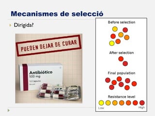 Mecanismes de selecció 
Dirigida?  