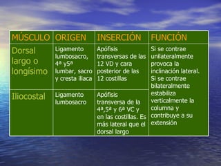 FUNCIÓN INSERCIÓN ORIGEN MÚSCULO Apófisis transversa de la 4ª,5ª y 6ª VC y en las costillas. Es más lateral que el dorsal largo Ligamento lumbosacro Iliocostal Si se contrae unilateralmente provoca la inclinación lateral. Si se contrae bilateralmente estabiliza verticalmente la columna y contribuye a su extensión Apófisis transversas de las 12 VD y cara posterior de las 12 costillas Ligamento lumbosacro, 4ª y5ª lumbar, sacro y cresta iliaca Dorsal largo o longísimo 