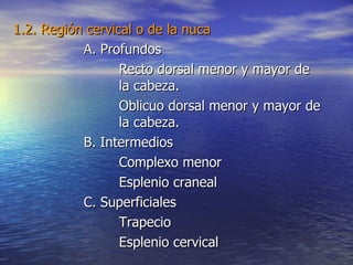 1.2. Región cervical o de la nuca A. Profundos Recto dorsal menor y mayor de  la cabeza. Oblicuo dorsal menor y mayor de  la cabeza. B. Intermedios Complexo menor Esplenio craneal C. Superficiales Trapecio Esplenio cervical 