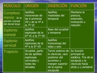 FUNCIÓN INSERCIÓN ORIGEN MÚSCULO Su función principal es estática. Tira de la escápula y la clavícula hacia atrás y c.vertebral Tercio externo de la clavícula, cara posterior del acromion y margen superior de la espina escapular Occipital, parte de las apófisis espinosas cervicales y todas las dorsales Trapecio Apófisis transversas del atlas y axis Apófisis espinosas de la 4ª a la 6ª VD Esplenio cervical Base del occipital y temporal Apófisis espinosas de la 6ª VC a la 7ª VD Esplenio craneal Mantiene la postura, extensión, inclinación y rotación Apófisis mastoides del temporal Apófisis transversas de las 6 primeras VD y de la 4ª a la 7ª VC Complexo menor.  Es la porción craneal del dorsal largo 