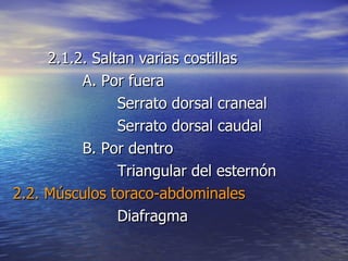 2.1.2. Saltan varias costillas A. Por fuera Serrato dorsal craneal Serrato dorsal caudal B. Por dentro Triangular del esternón 2.2. Músculos toraco-abdominales Diafragma 