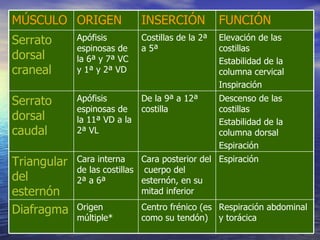 FUNCIÓN INSERCIÓN ORIGEN MÚSCULO Respiración abdominal y torácica Centro frénico (es como su tendón) Origen múltiple* Diafragma Espiración Cara posterior del  cuerpo del esternón, en su mitad inferior Cara interna de las costillas 2ª a 6ª Triangular del esternón Descenso de las costillas Estabilidad de la columna dorsal Espiración De la 9ª a 12ª costilla Apófisis  espinosas de la 11ª VD a la 2ª VL Serrato dorsal caudal Elevación de las costillas Estabilidad de la columna cervical Inspiración Costillas de la 2ª a 5ª Apófisis espinosas de la 6ª y 7ª VC y 1ª y 2ª VD Serrato dorsal craneal 