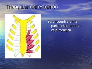 Triangular del esternón Se encuentra en la parte interna de la caja torácica 
