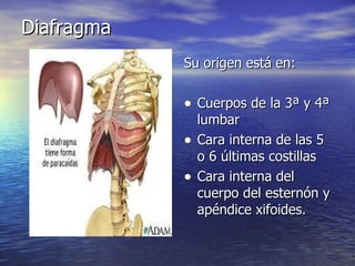 Diafragma Su origen está en: Cuerpos de la 3ª y 4ª lumbar Cara interna de las 5 o 6 últimas costillas Cara interna del cuerpo del esternón y apéndice xifoides. 