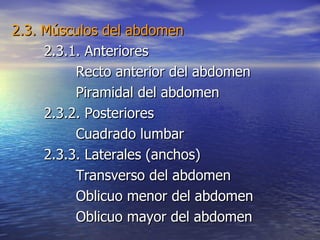 2.3. Músculos del abdomen 2.3.1. Anteriores Recto anterior del abdomen Piramidal del abdomen 2.3.2. Posteriores Cuadrado lumbar 2.3.3. Laterales (anchos) Transverso del abdomen Oblicuo menor del abdomen Oblicuo mayor del abdomen 