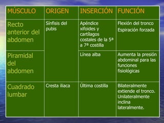 FUNCIÓN INSERCIÓN ORIGEN MÚSCULO Bilateralmente extiende el tronco. Unilateralmente inclina lateralmente. Última costilla Cresta iliaca Cuadrado lumbar Aumenta la presión abdominal para las funciones fisiológicas Línea alba Piramidal del abdomen Flexión del tronco Espiración forzada Apéndice xifoides y cartílagos costales de la 5ª a 7ª costilla Sínfisis del pubis Recto anterior del abdomen 