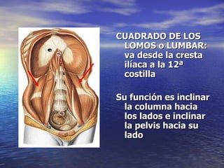 CUADRADO DE LOS LOMOS o LUMBAR: va desde la cresta ilíaca a la 12ª  costilla Su función es inclinar la columna hacia los lados e inclinar la pelvis hacia su lado   