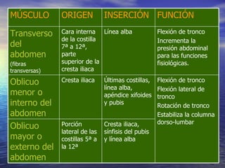 FUNCIÓN INSERCIÓN ORIGEN MÚSCULO Cresta iliaca, sínfisis del pubis y línea alba Porción lateral de las costillas 5ª a la 12ª Oblicuo mayor o externo del abdomen Flexión de tronco Flexión lateral de tronco Rotación de tronco Estabiliza la columna dorso-lumbar Últimas costillas, línea alba, apéndice xifoides y pubis Cresta iliaca Oblicuo menor o interno del abdomen Flexión de tronco Incrementa la presión abdominal para las funciones fisiológicas.  Línea alba  Cara interna de la costilla 7ª a 12ª, parte superior de la cresta iliaca Transverso del abdomen (fibras transversas) 