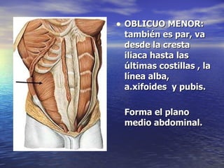 OBLICUO MENOR: también es par, va desde la cresta iliaca hasta las últimas costillas , la línea alba, a.xifoides  y pubis.  Forma el plano medio abdominal. 