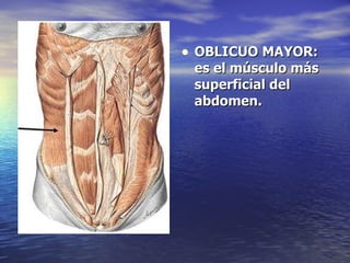 OBLICUO MAYOR: es el músculo más superficial del abdomen. 